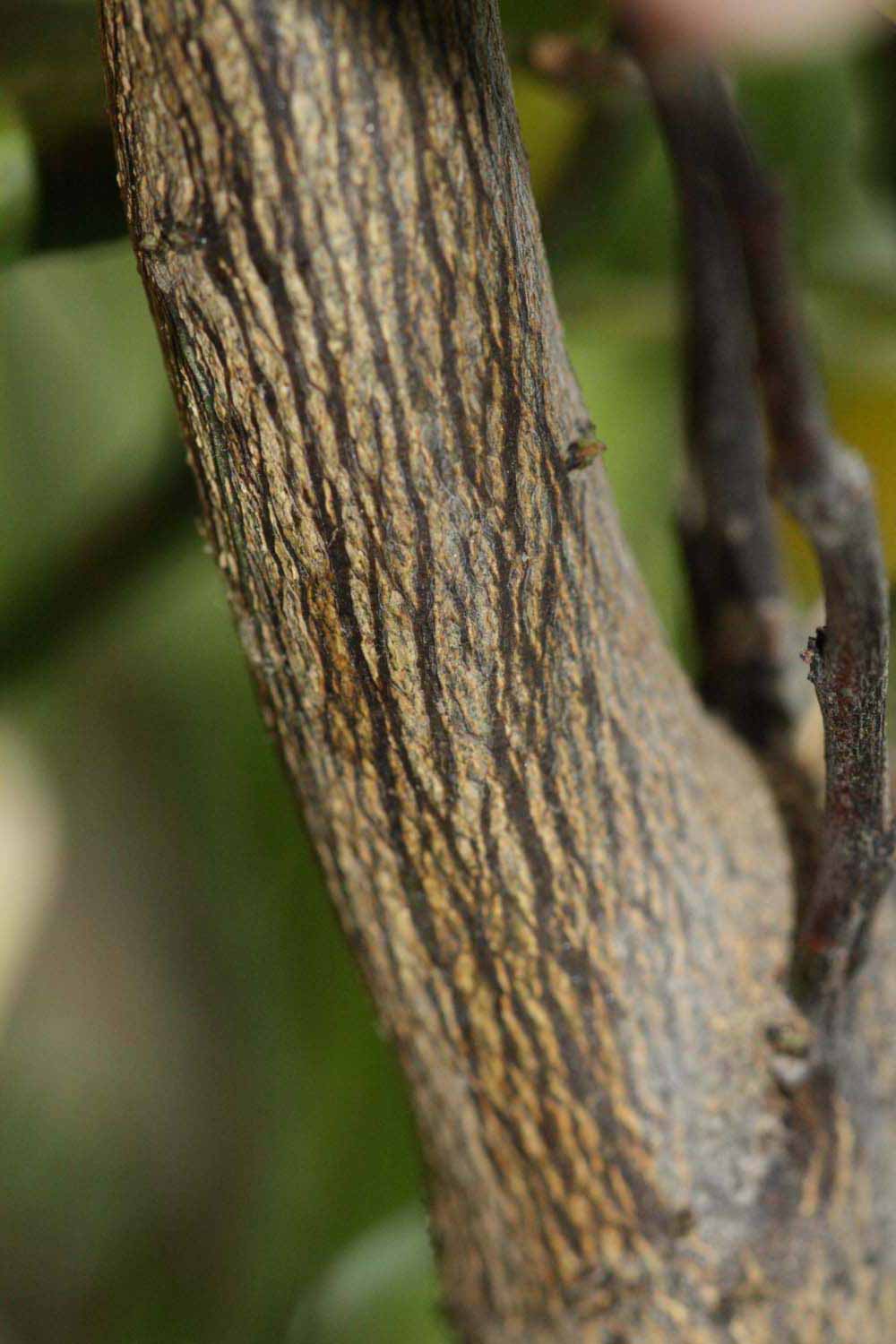              Second - third year twig (Riverside, CA)       